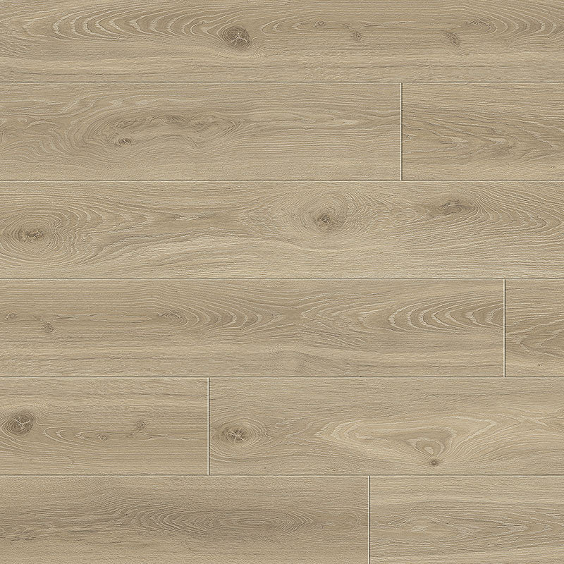 Maestro | Cadenza | Oak